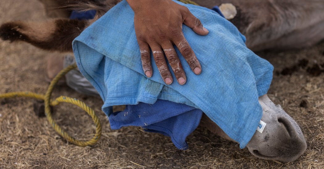 Meet the Roving Veterinarians Caring for Mexico’s Rural Horses