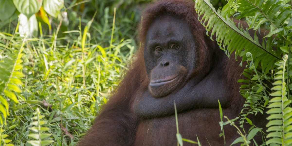 I study orangutans and found that wildfires made them sound like heavy smokers. They also got lazier and started binge-eating