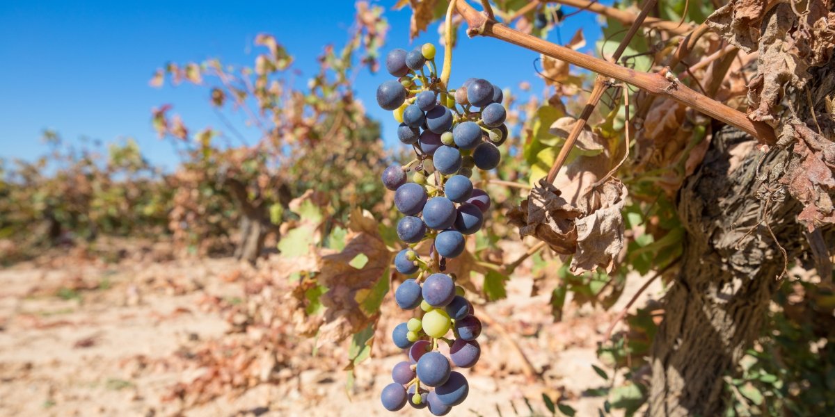 How this board is bringing the international wine community together to fight climate change