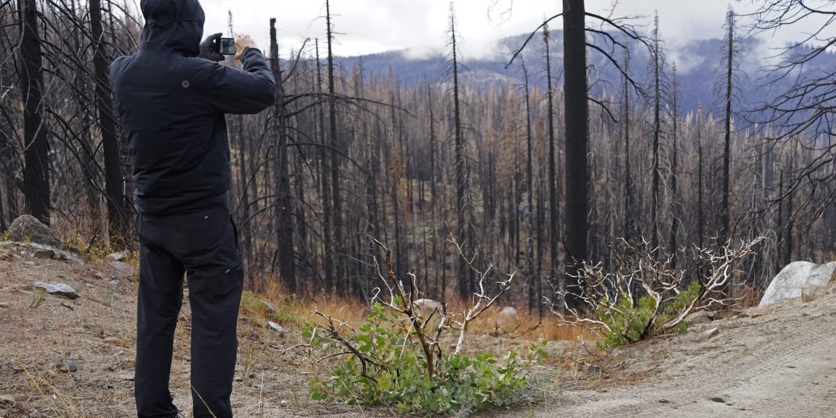 California's prized redwood forests are going extinct: 'We're losing them at a rate that is something that we can’t sustain'