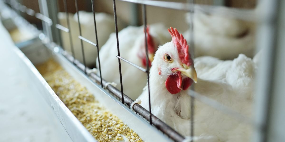 Nearly 1 million chickens will be slaughtered on a Minnesota farm. The reason: bird flu