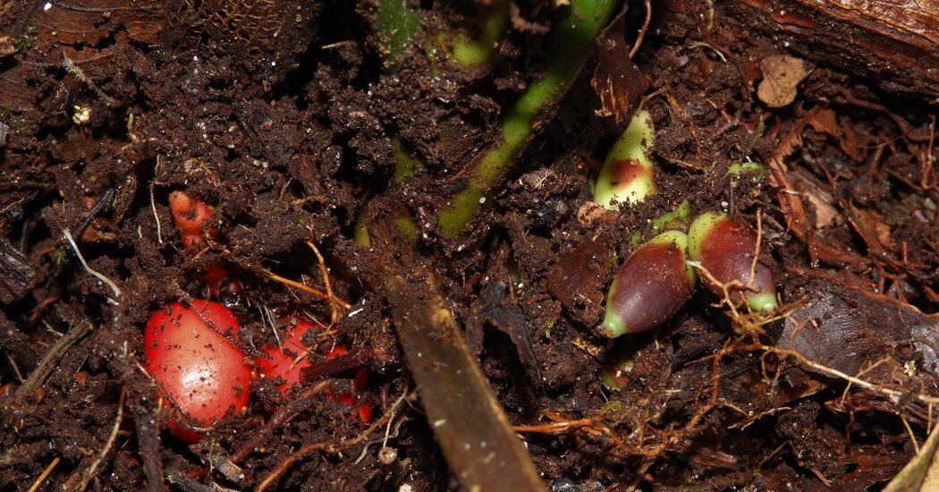 A Plant That Flowers Underground Is New to Science, but Not to Borneo