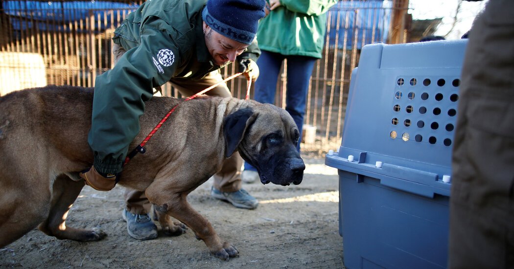 South Korea Bans Dog Meat, a Now-Unpopular Custom